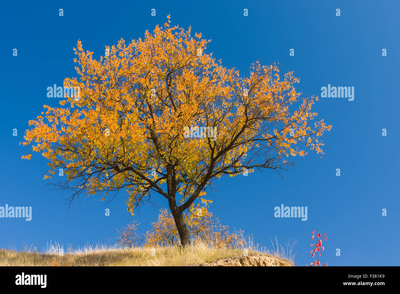 Bella branchy albicocca albero su una collina contro blu cielo privo di nuvole a stagione autunnale Foto Stock