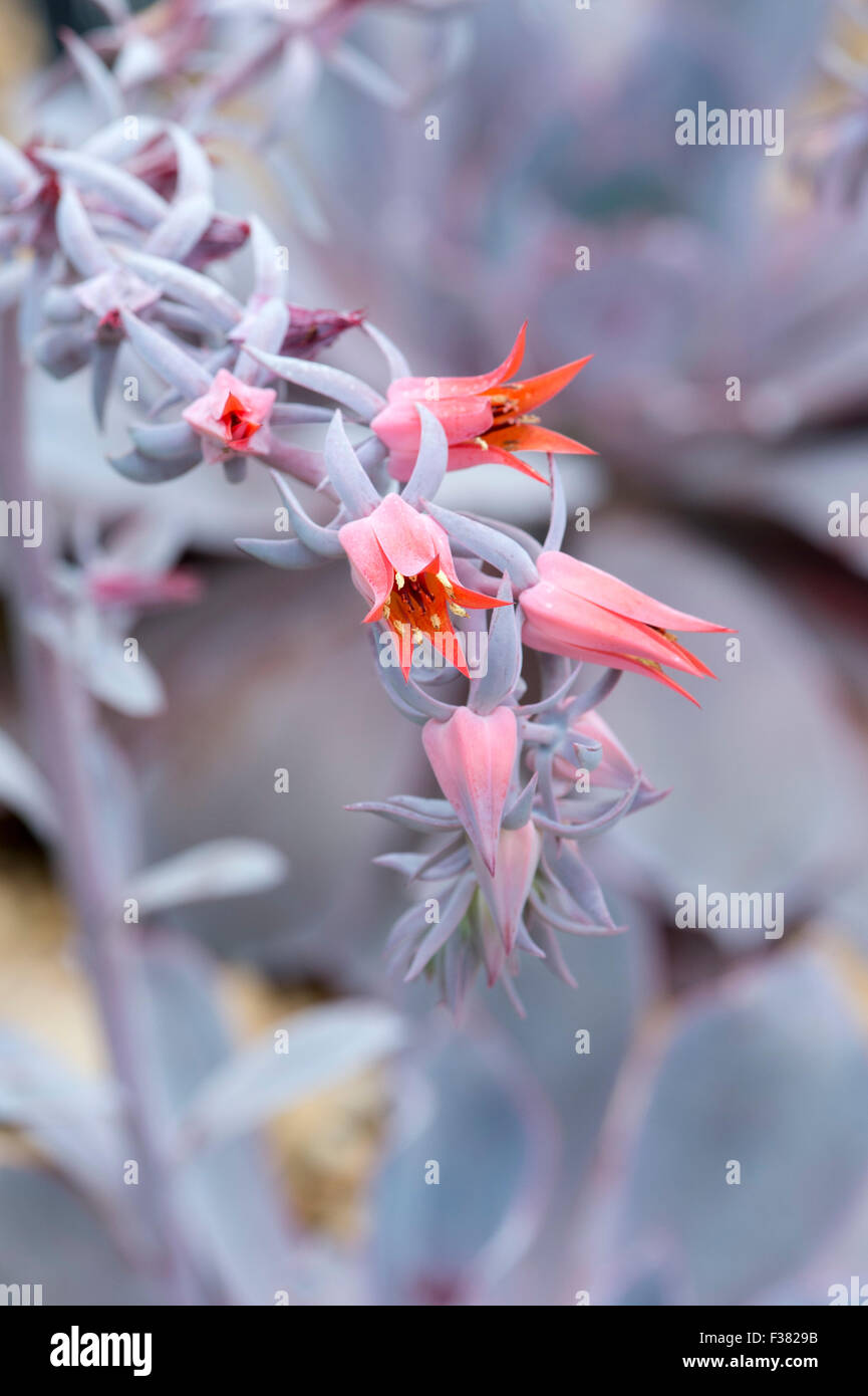 Echeveria 'post-incandescenza' fiori Foto Stock