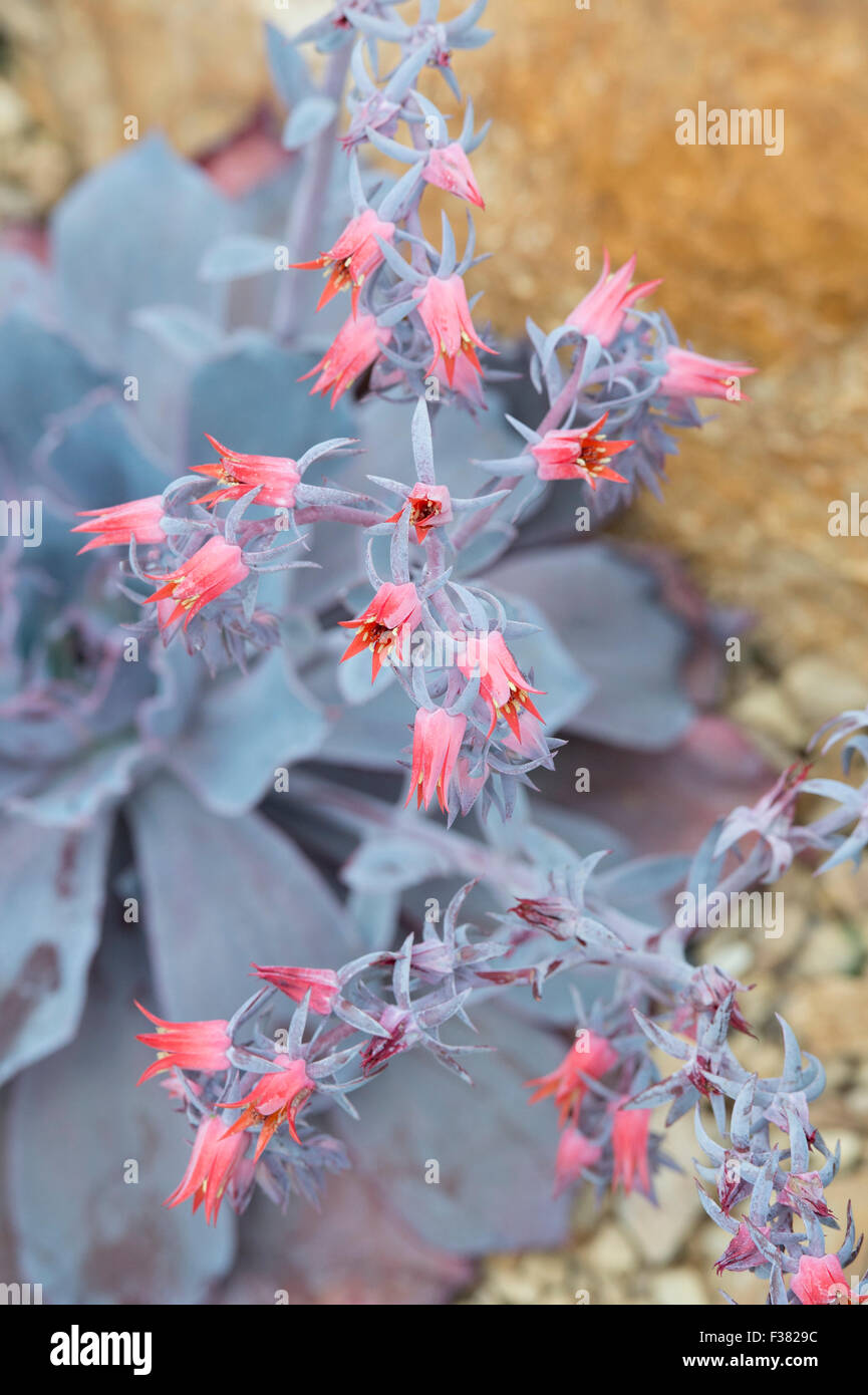 Echeveria 'post-incandescenza' fiori Foto Stock
