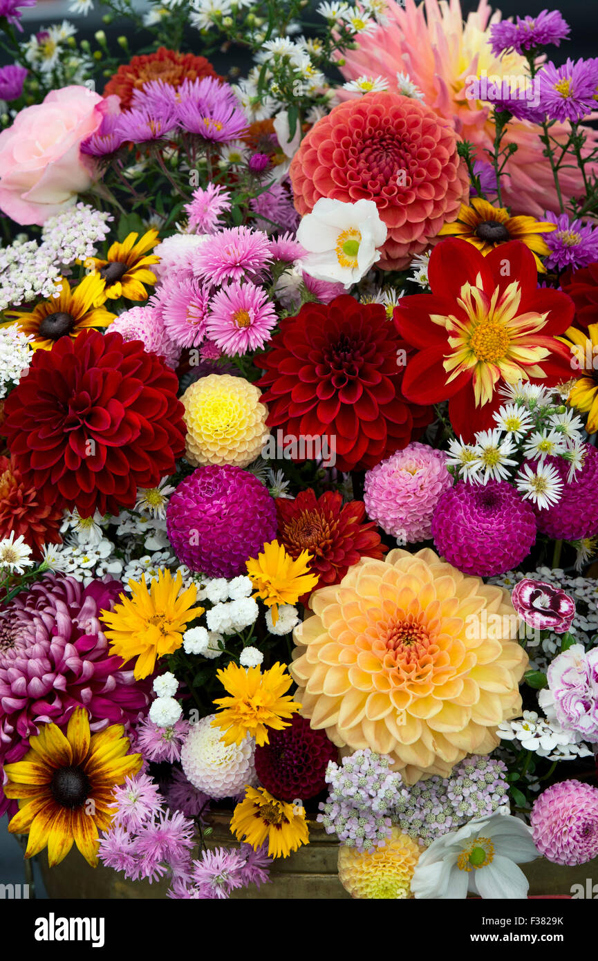 Esposizione della flora di Dahlia ad uno spettacolo d'autunno. REGNO UNITO Foto Stock