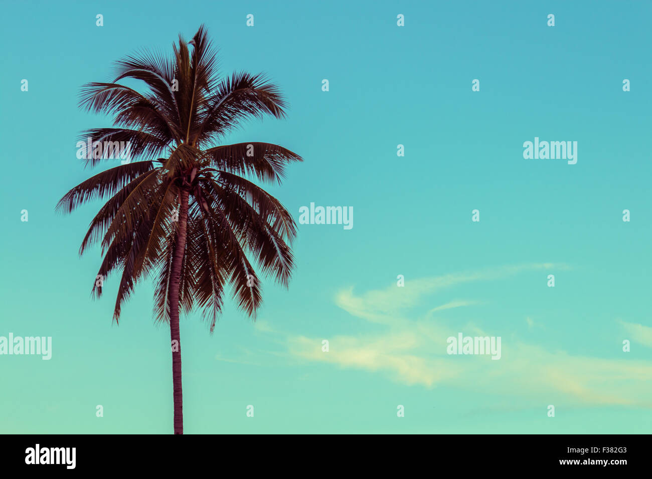 Coconut Palm tree, il fuoco selettivo, tonificazione vintage Foto Stock