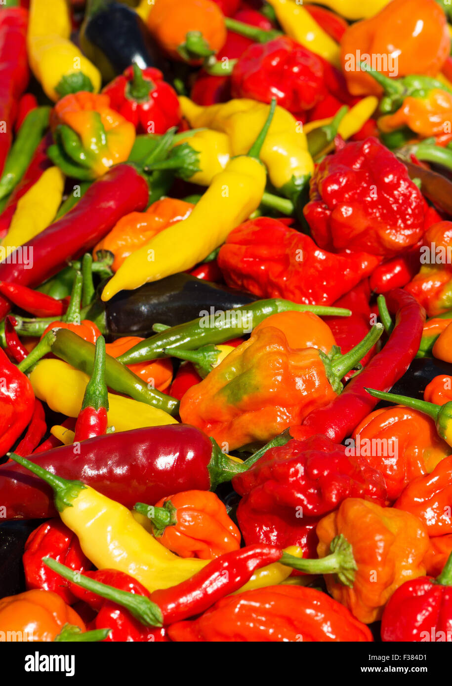 Una varietà di peperoncino fresco (aci sivri, bird's eye, cayenne, lemon drop, naga, viola jalapeno, Scotch Bonnet) cresciuto nel Regno Unito. Foto Stock