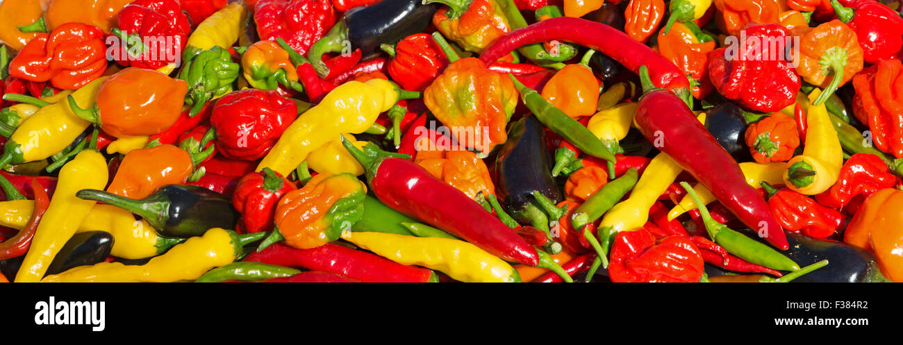 Una varietà di peperoncino fresco (aci sivri, bird's eye, cayenne, lemon drop, naga, viola jalapeno, Scotch Bonnet) cresciuto nel Regno Unito. Foto Stock