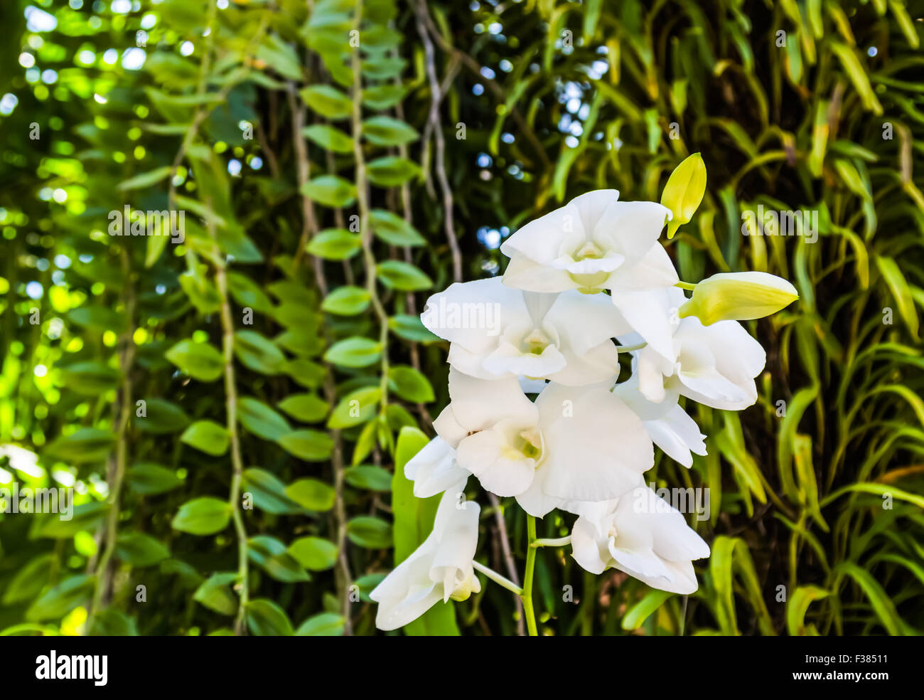 Bellissimi fiori di orchidea Foto Stock