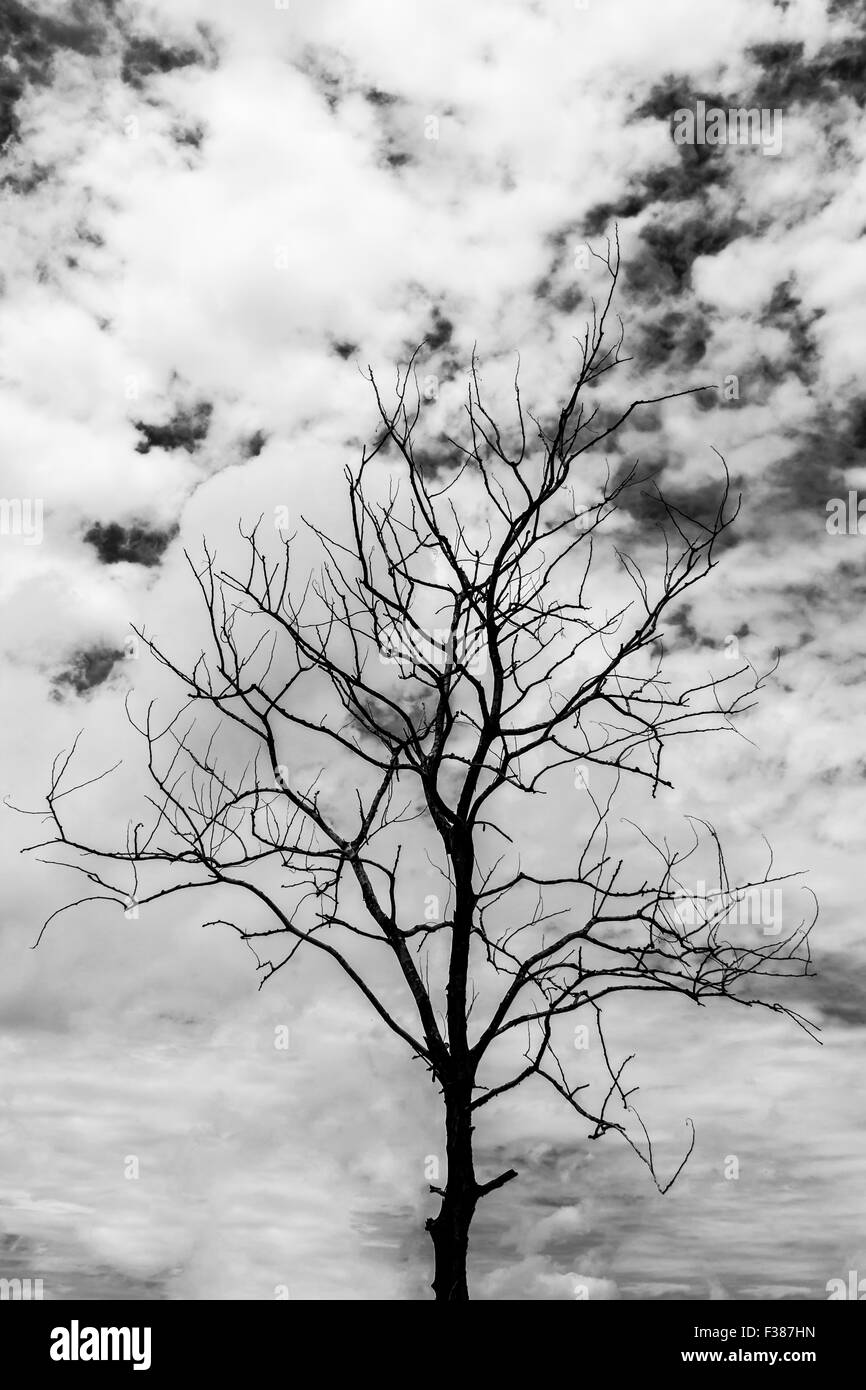 Albero secco e il cielo sul nero e sfondo bianco Foto Stock