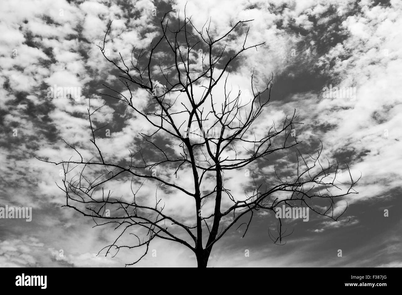 Albero secco e il cielo sul nero e sfondo bianco Foto Stock