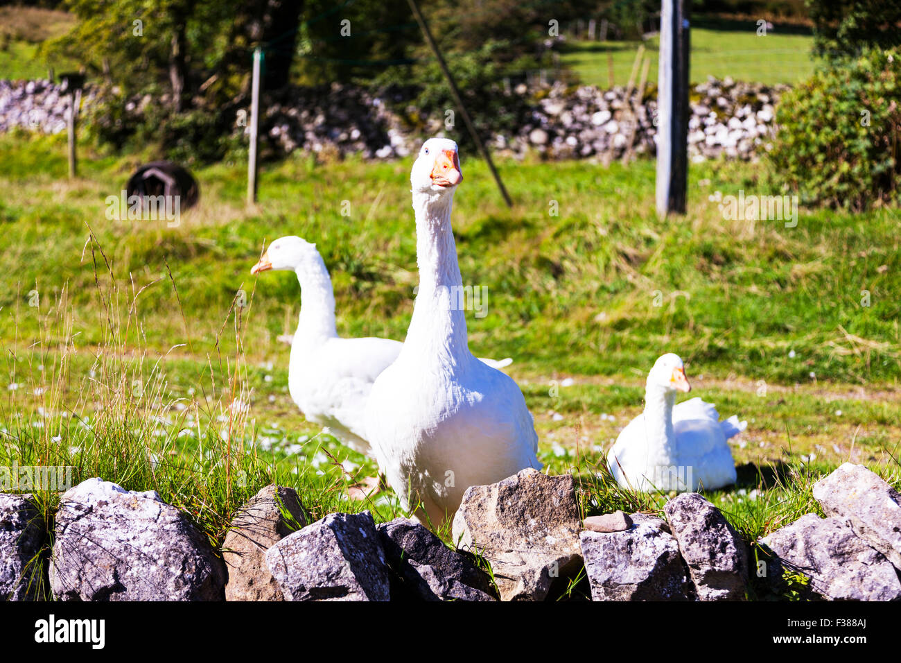 Bianco domestico di oche (Anser anser domesticus o Anser cygnoides) sono addomesticati dal tempo dei Romani Cumbria Regno Unito Foto Stock