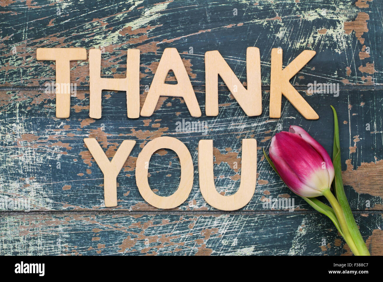 La ringrazio scritto sulla superficie rustico e rosa tulip Foto Stock