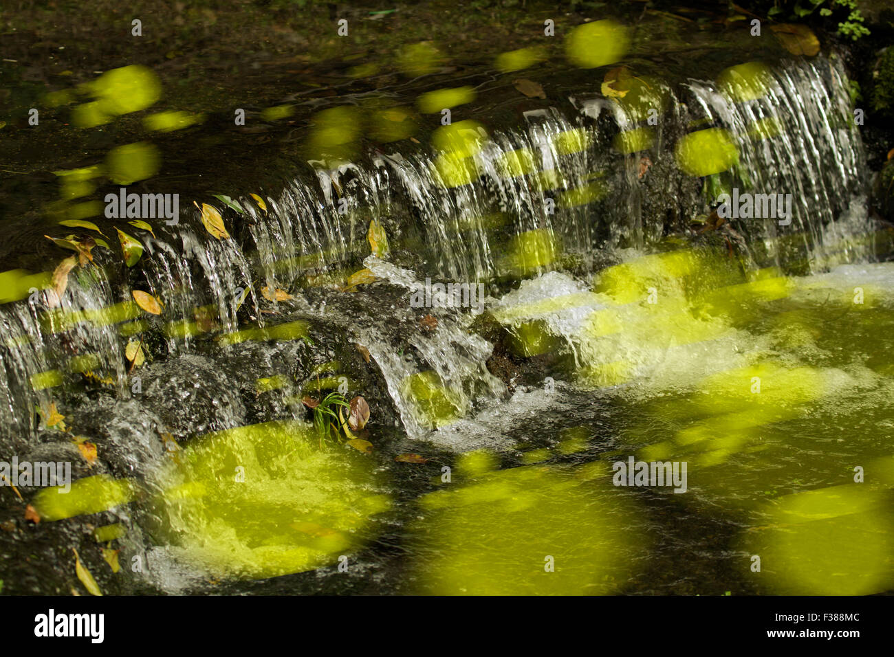 Le lucciole e flusso di rappresentazione in cascata Foto Stock