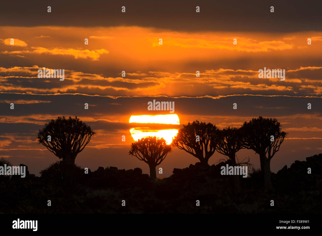 Sunrise oltre la faretra foresta di alberi al di fuori di Keetmanshoop, Namibia Foto Stock
