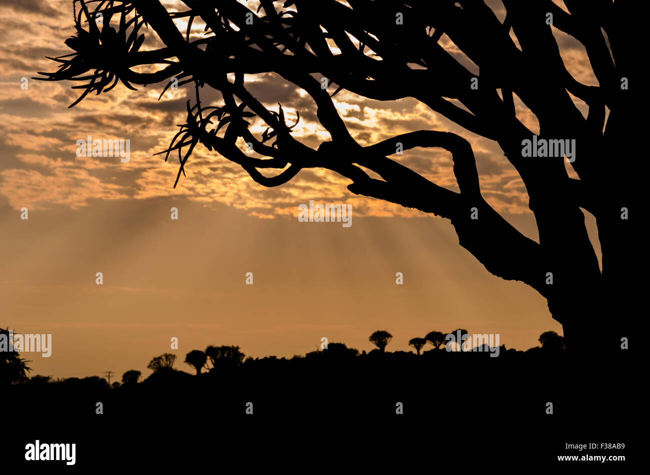 Raggi di sole attraverso le nuvole con faretra silhouette ad albero Foto Stock