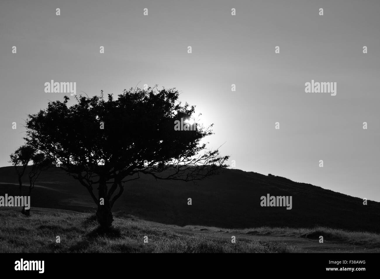 Estate il sole splende attraverso gli alberi a Brean verso il basso. Foto Stock