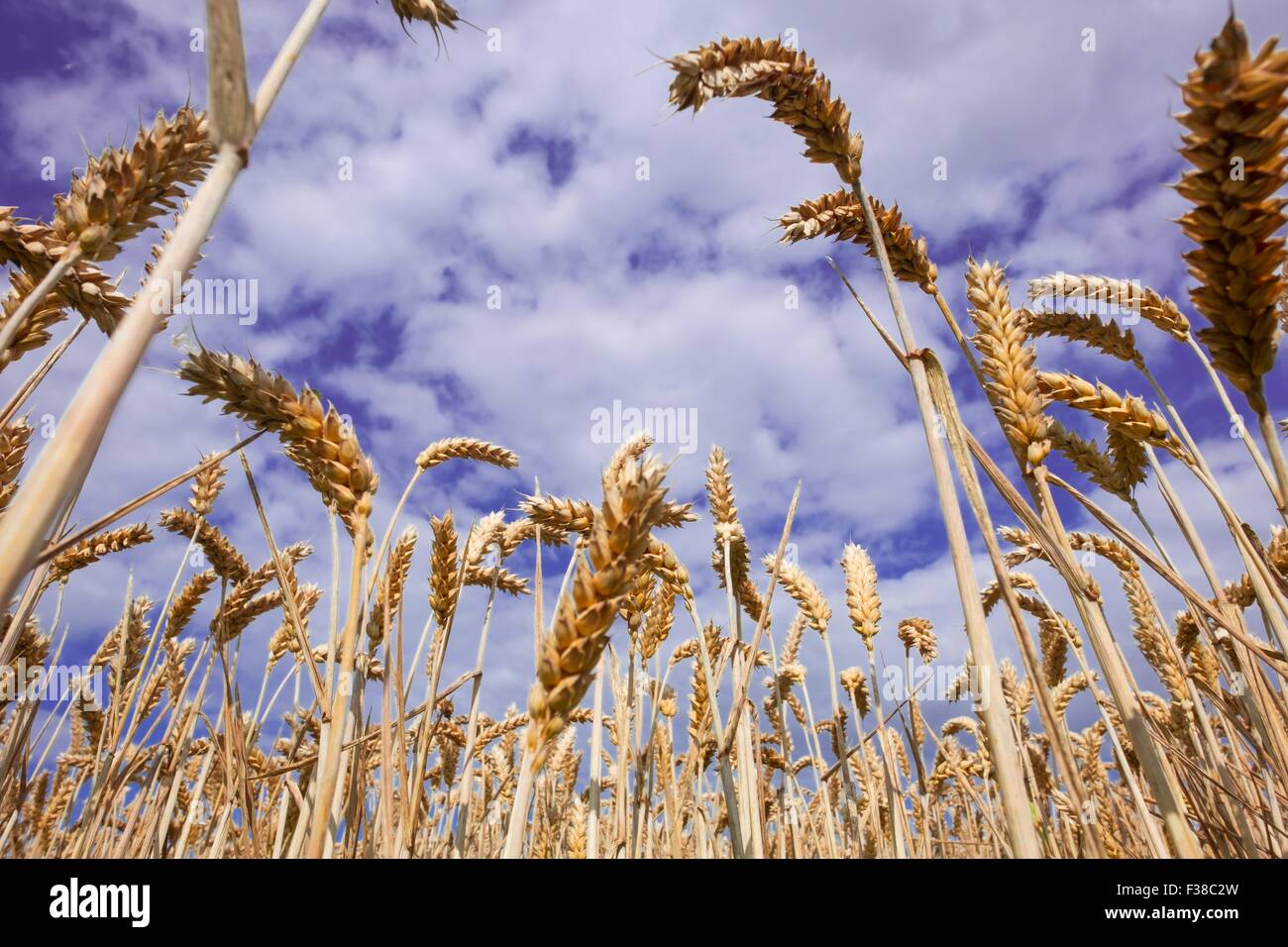 Coltivazione di grano con il blu del cielo. Foto Stock