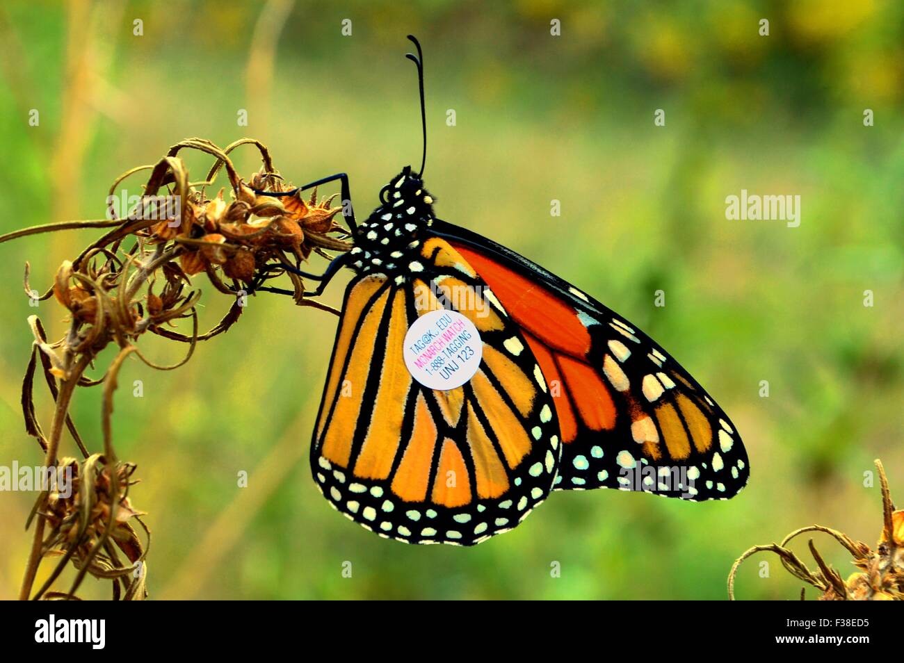 Un tagged farfalla monarca su un fiore a Quivira National Wildlife Refuge, 21 settembre 2015 a Raymond, Kansas. Il tag non per effetto di farfalle in volo o di durata. Foto Stock