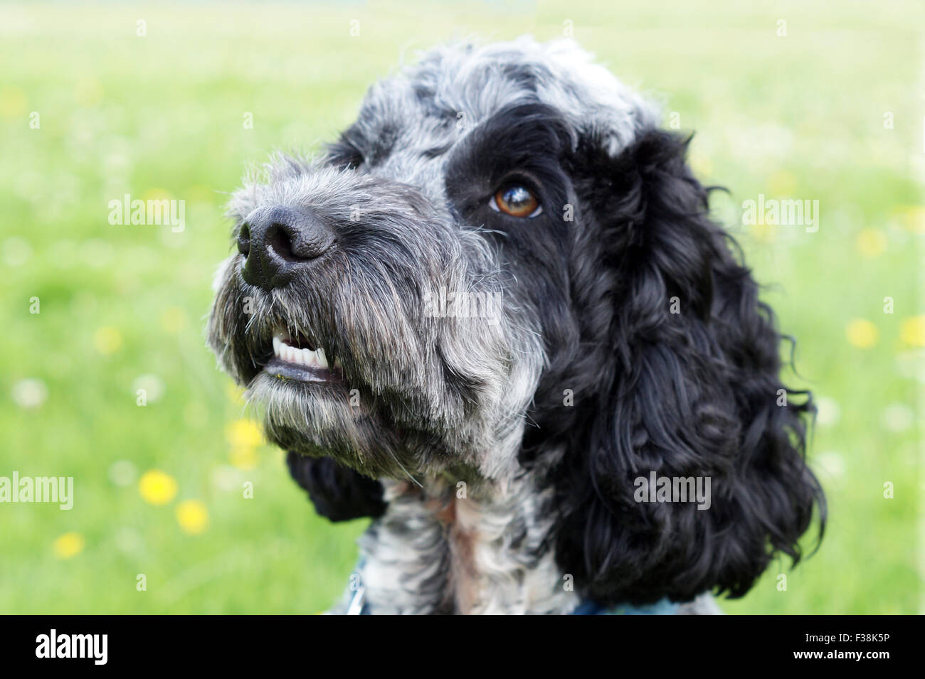 Carino Black & White Cockapoo nel parco con sfondo erboso Foto Stock
