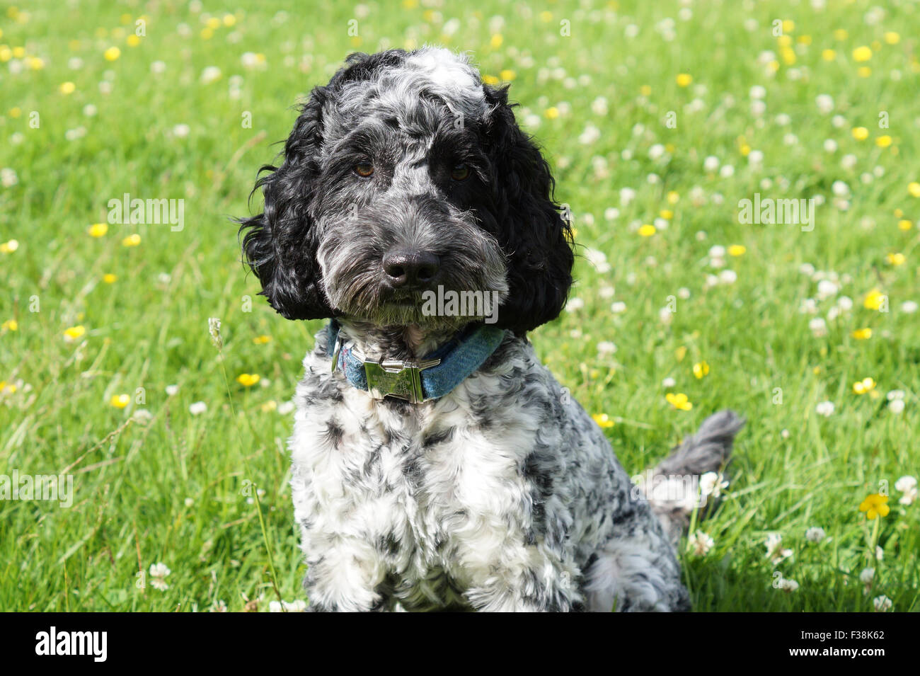 Carino Black & White Cockapoo nel parco con sfondo erboso Foto Stock