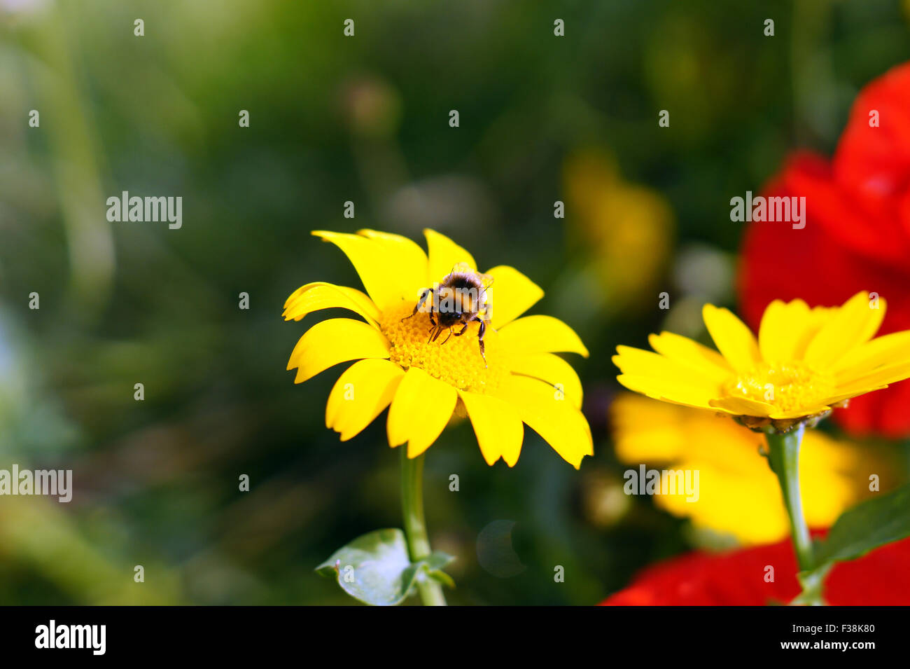 Bumble Bee sul bel giallo fiore selvatico con fiore rosso in background, Verde & Flower sfondo giallo, Daisy, fiore giallo, Euryops Pectinatus Foto Stock