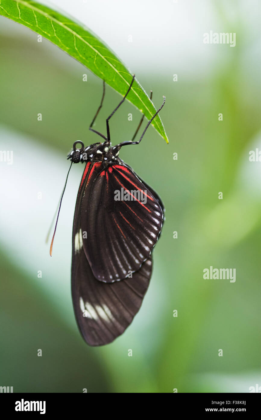 Postino (Heliconius melpomene :) farfalla, tropical Butterfly House Regno Unito Foto Stock