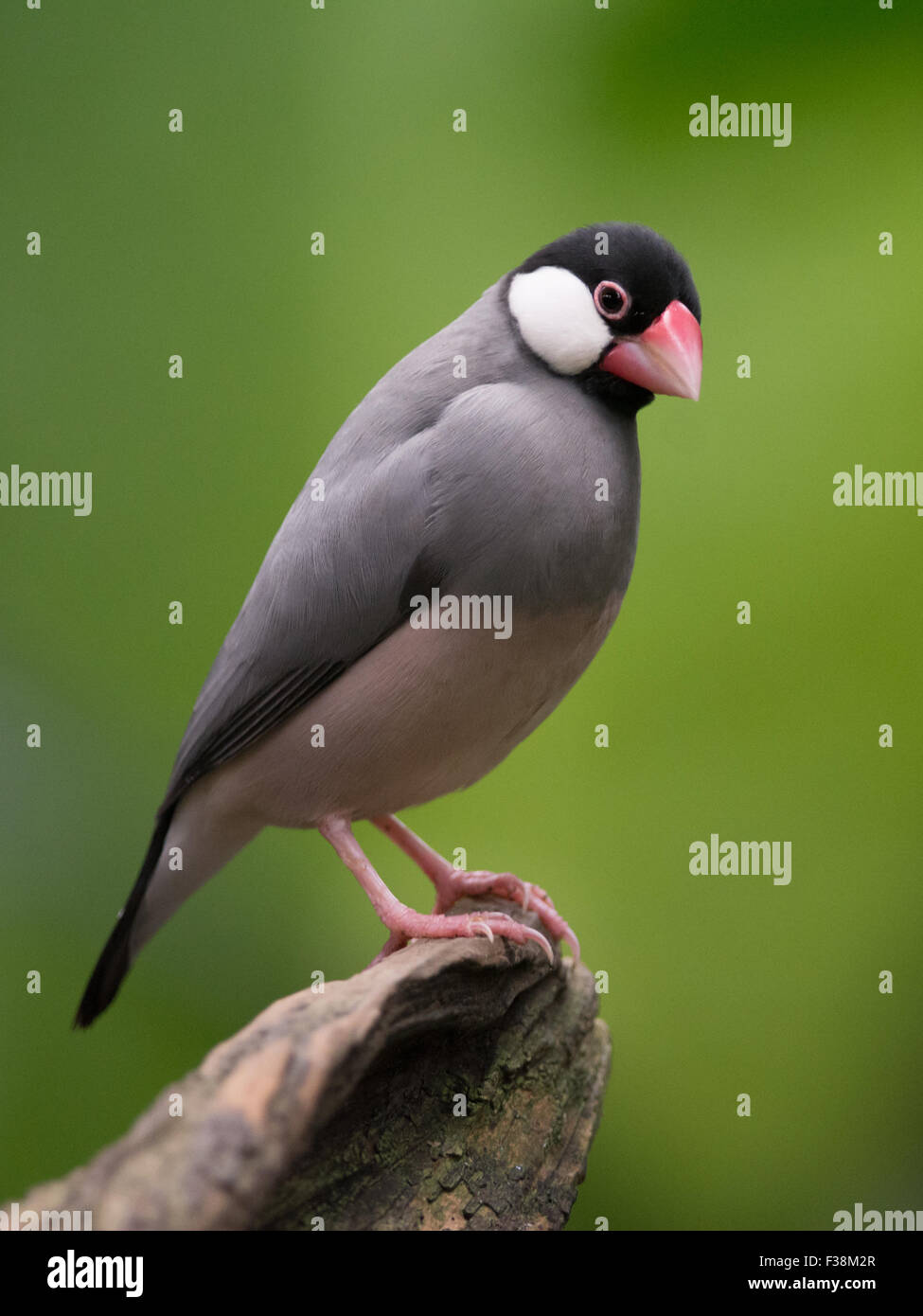 Java sparrow / finch (Lonchura oryzivora) appollaiato sul log Foto Stock