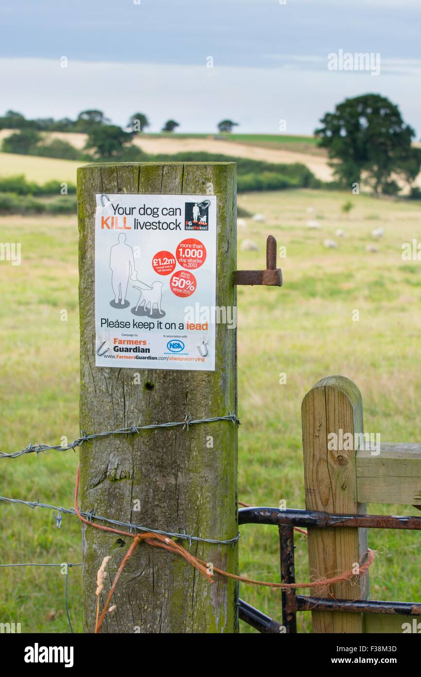 Gli agricoltori custode avviso sul campo gatepost con pecora in distanza. Foto Stock