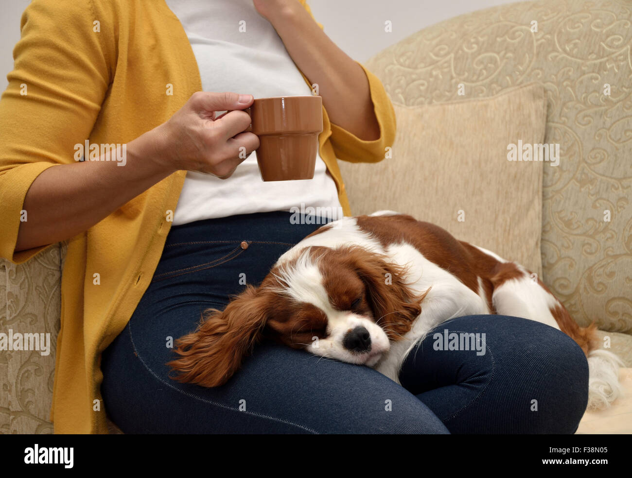 Signora seduta sul divano a bere caffè e un bel cane (Cavalier King Charles Spaniel, Blenheim) dormire sul suo giro Foto Stock