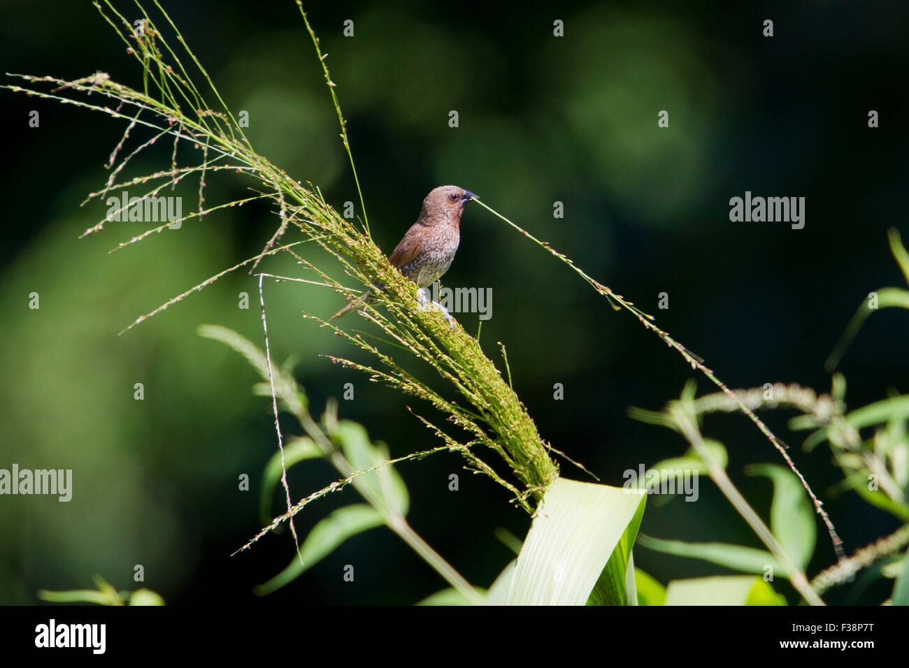 Squamosa-breasted Munia (Lonchura punctulata) la raccolta di materiale di nido a Haiku, Maui, Hawaii nel mese di agosto Foto Stock