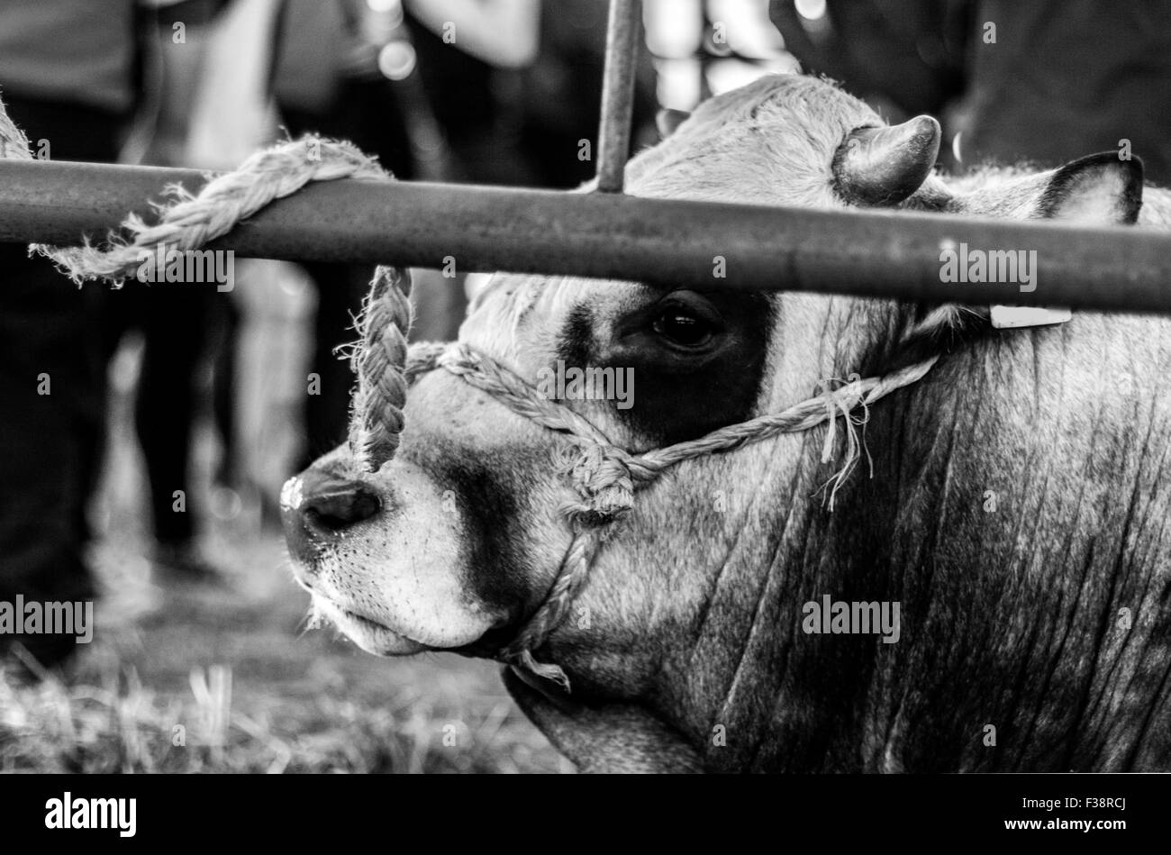 La supplica occhi di vacche dietro il recinto Foto Stock