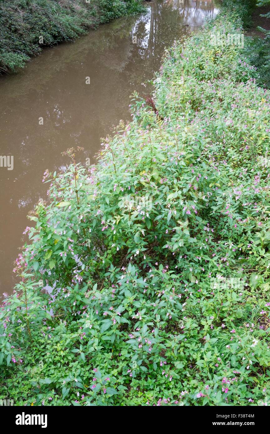 Balsamo himalayano - Impatiens glandulifera. Foto Stock