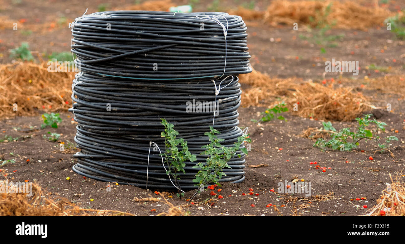Rotoli di tubi in pvc per irrigazione di campagna per coltivare i pomodori in Puglia. Italia Foto Stock