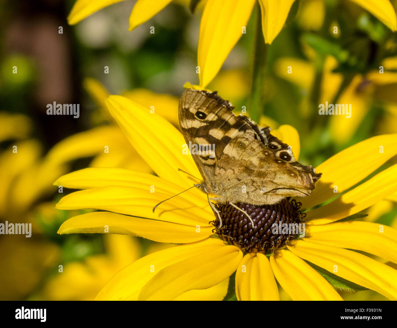 Chiazzato di legno (farfalla pararge aegeria) Foto Stock