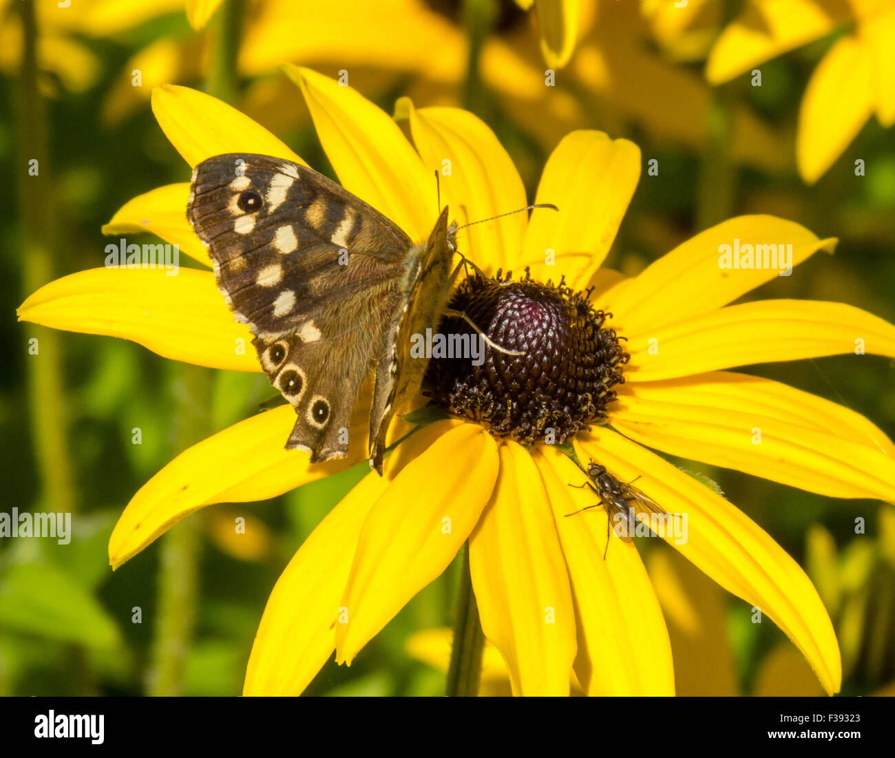 Chiazzato di legno (farfalla pararge aegeria) Foto Stock
