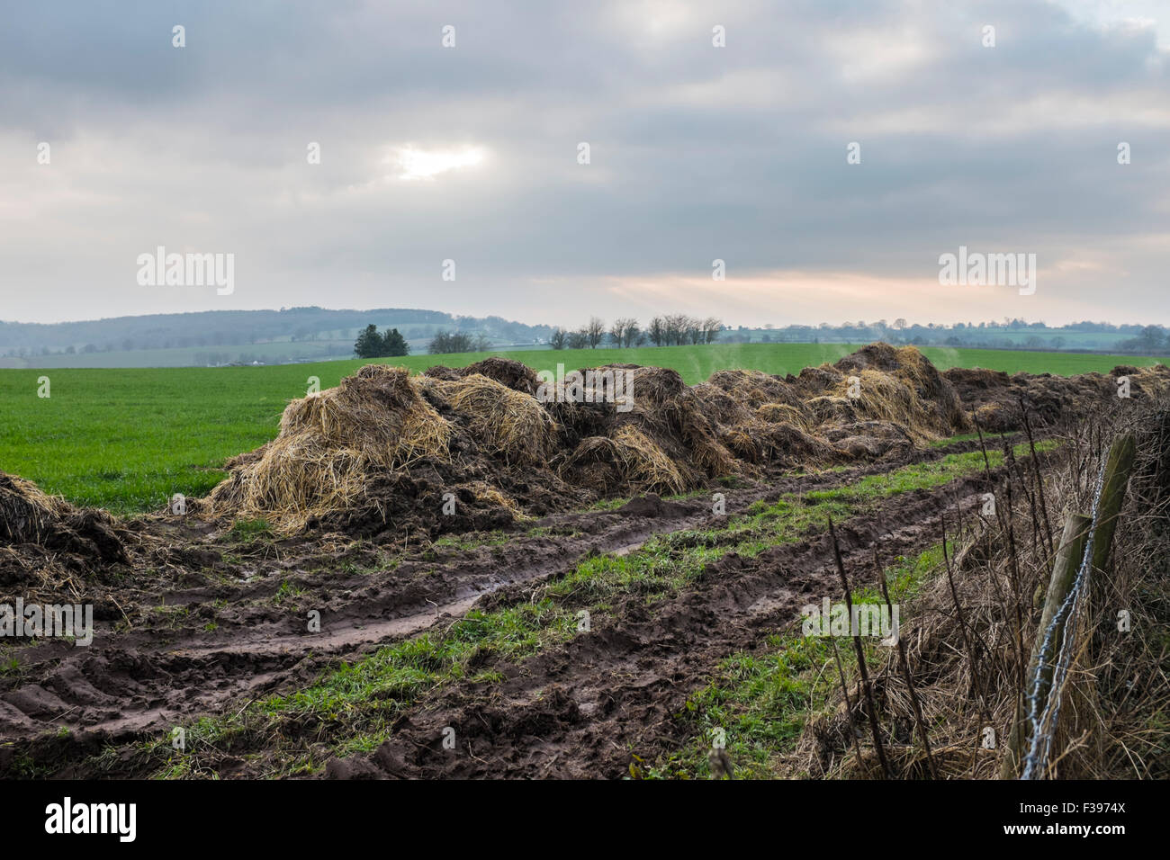 Pila di insilato di cottura a vapore su una farm di gallese. Foto Stock