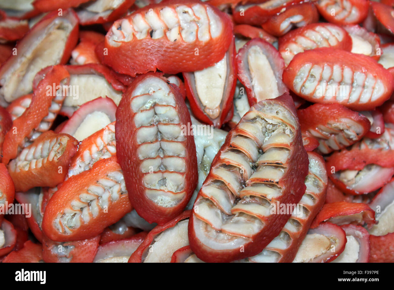 Crostacei eventualmente Chiton sp. a una pressione di stallo di frutti di mare in Arequipa, Perù Foto Stock
