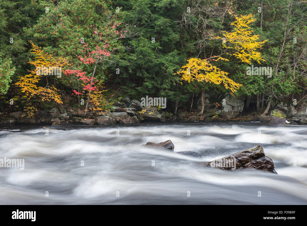 Colori d'autunno foresta su una sponda di frozen-motion Oxtongue river, Muskoka, Ontario Foto Stock