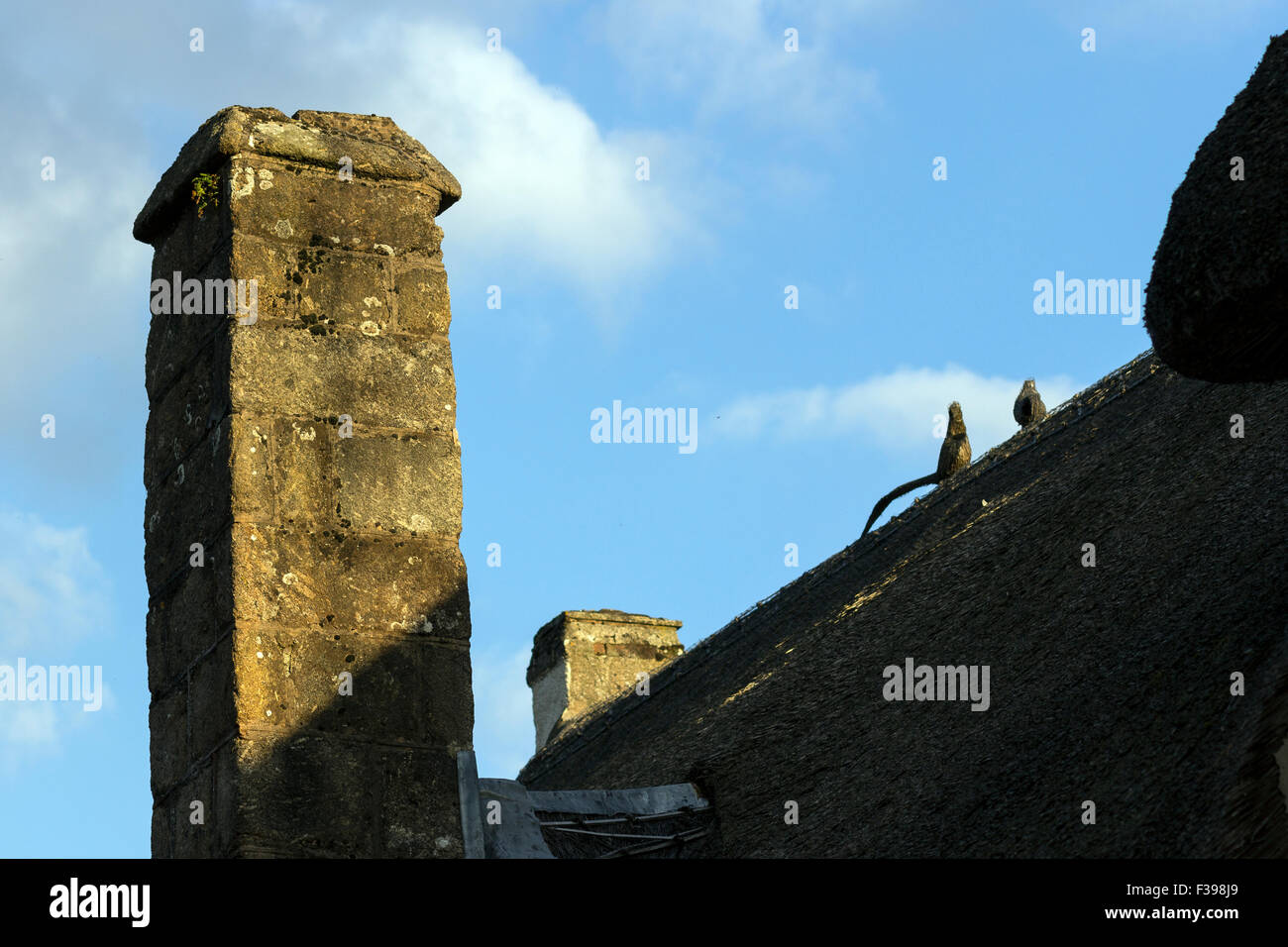 Camino,sterpaglia, Foto Stock