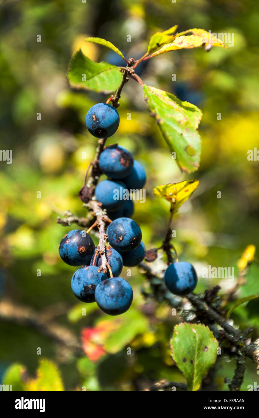 Batheaston, Somerset, Regno Unito. . Maturano bacche selvatiche di sloe. Grazie ad un agosto instagionabilmente umido, gli appassionati di bacche di sciabole, e gin sciabole, sono in fortuna. Mentre le bacche sono di solito mature per la raccolta a fine ottobre o novembre, un eccesso di pioggia e basse temperature hanno fatto sì che le prugne iniziino a fruttare presto. Gli esperti di foraggio stanno prevedendo un haul paraurti delle bacche questo anno. Foto Stock