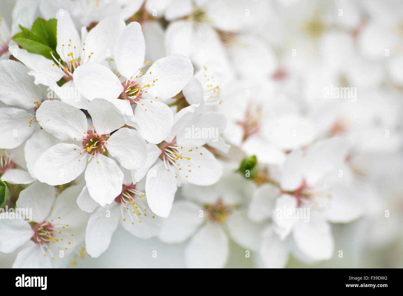 Fiori della prugna Foto Stock
