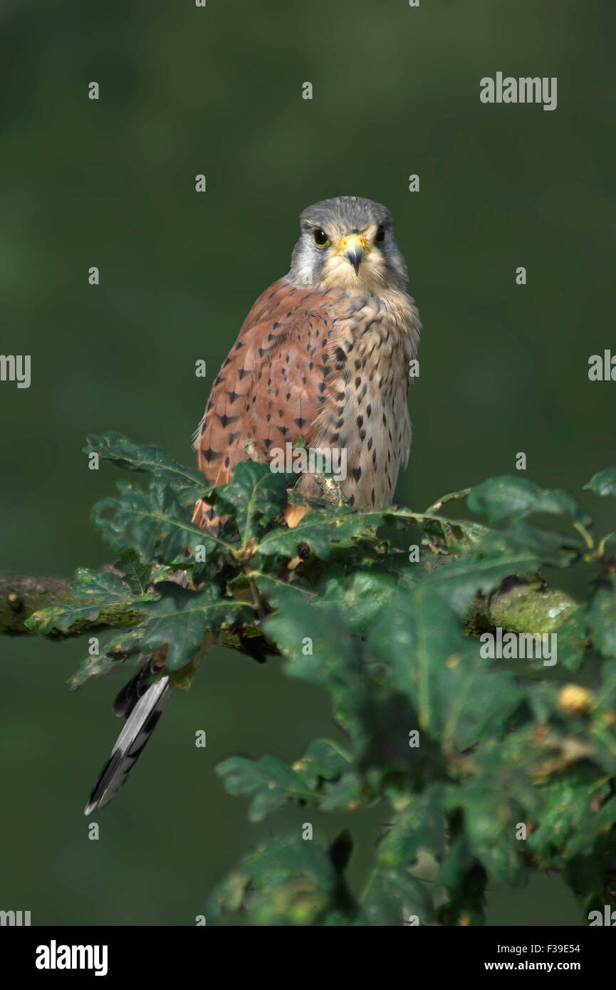 Il Gheppio Foto Stock