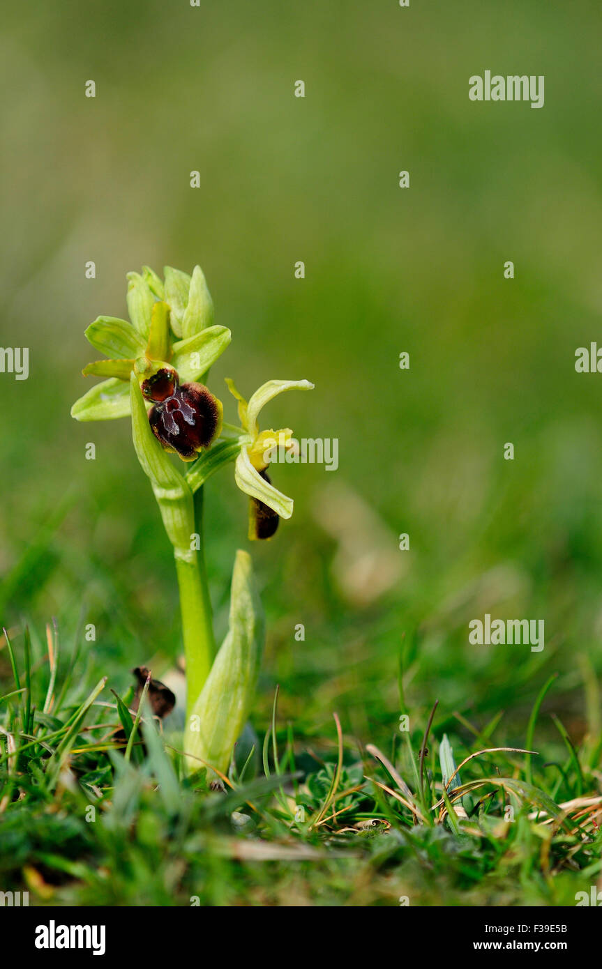 Inizio spider orchid fiore. Dorset, Regno Unito Foto Stock