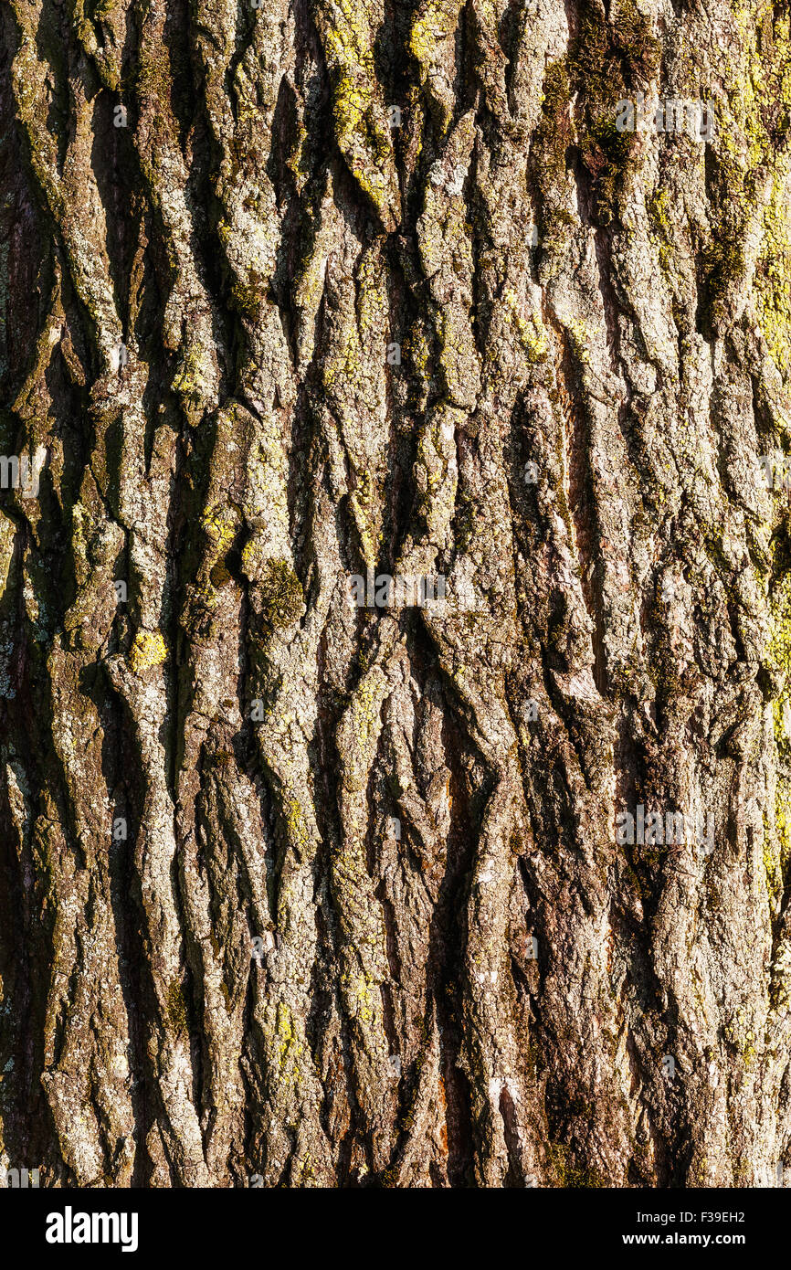 Il vecchio albero di tiglio corteccia sfondo texture Foto Stock