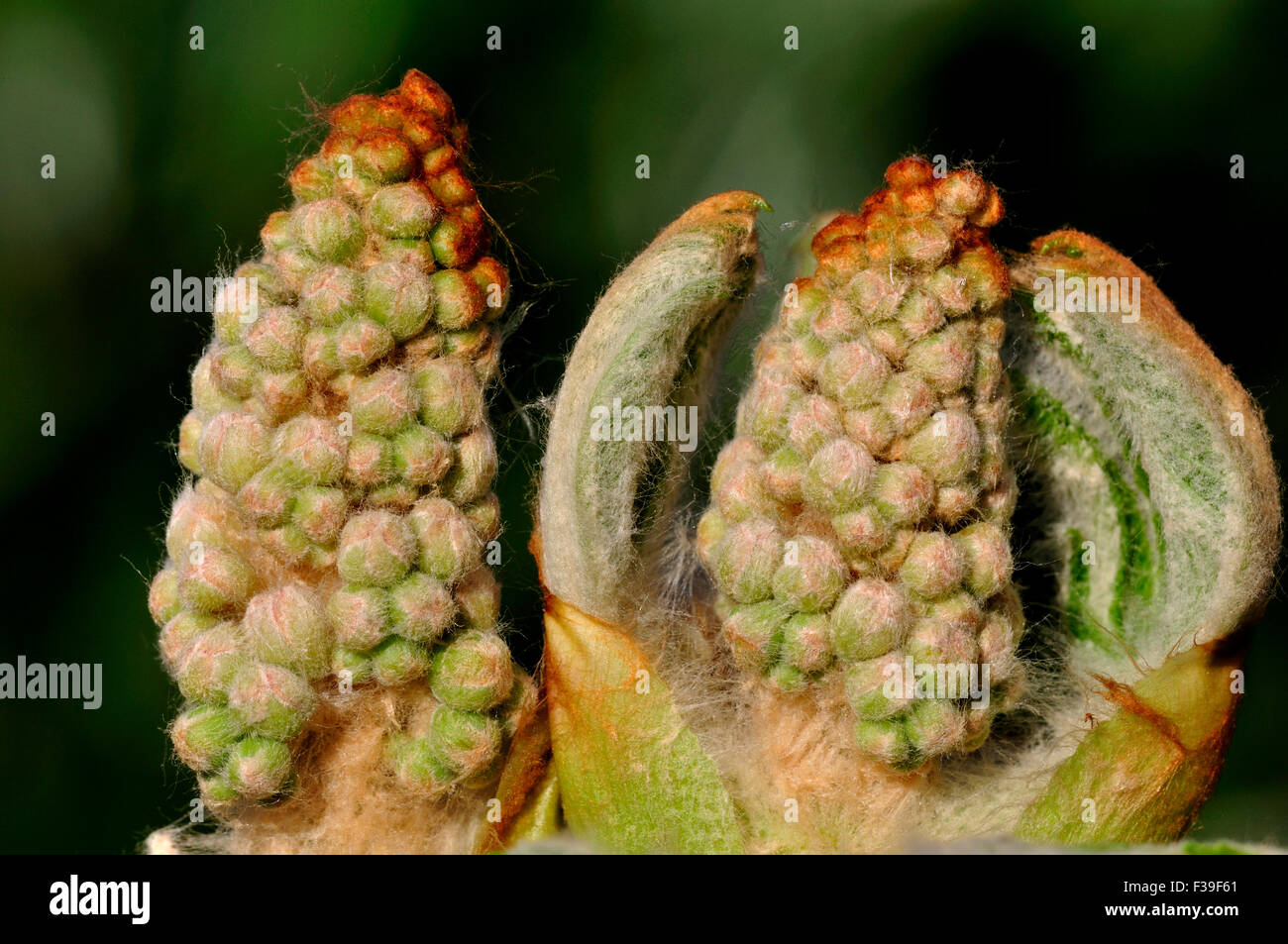 Ippocastano blossom nel bud REGNO UNITO Foto Stock