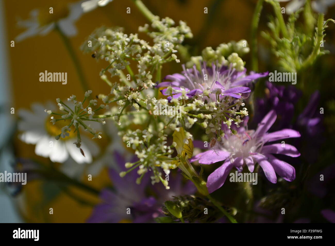 Fiori Selvatici,fiori,margherite,margherite,bianco margherite,fiori selvatici,fiori viola,fiori rosa,Gerber margherite,fiori diversi,fiore Foto Stock