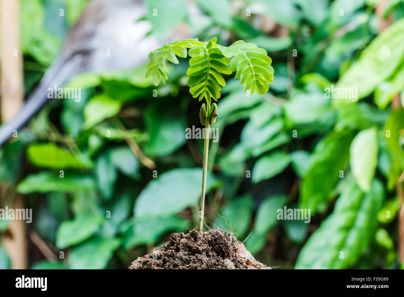 Semi che appena rigenerare Foto Stock