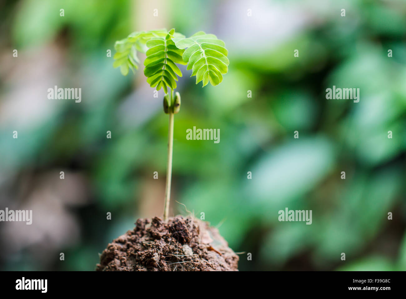 Semi che appena rigenerare Foto Stock