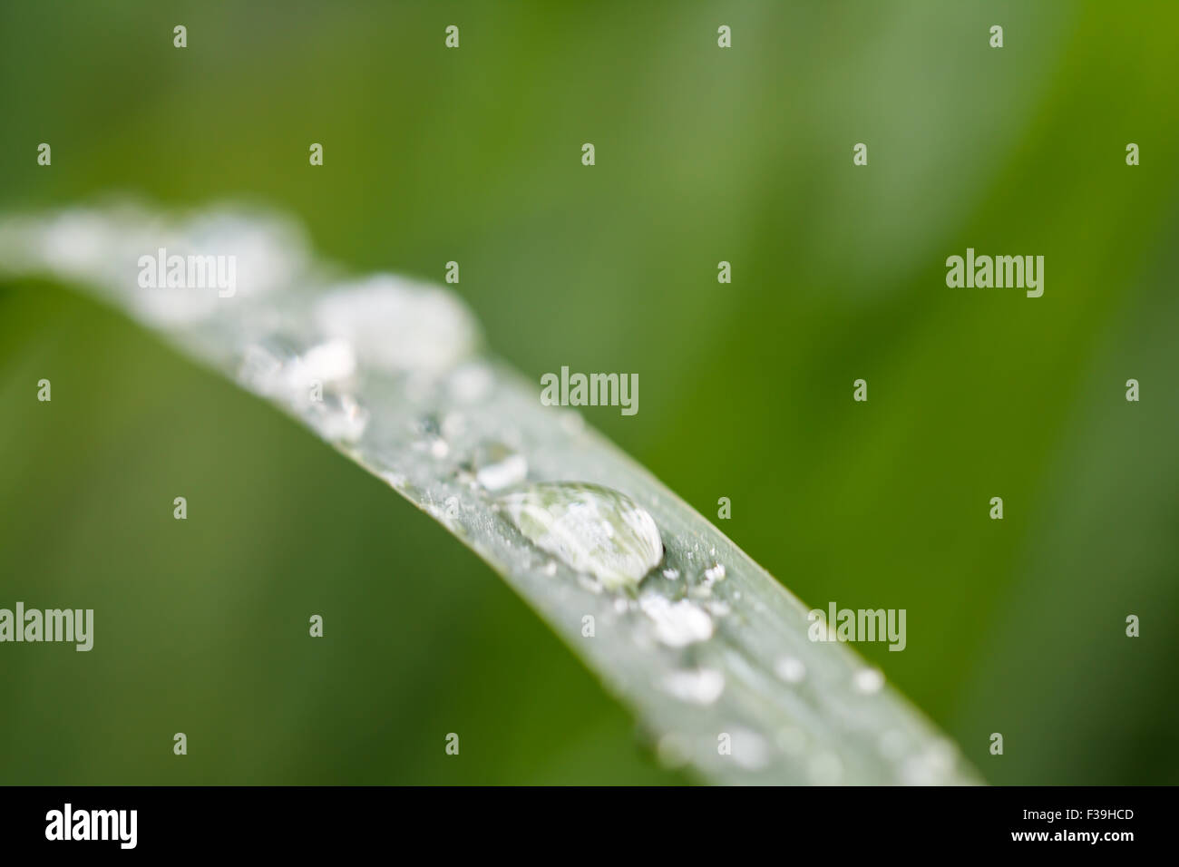 Gocce d'acqua sull'erba verde Foto Stock