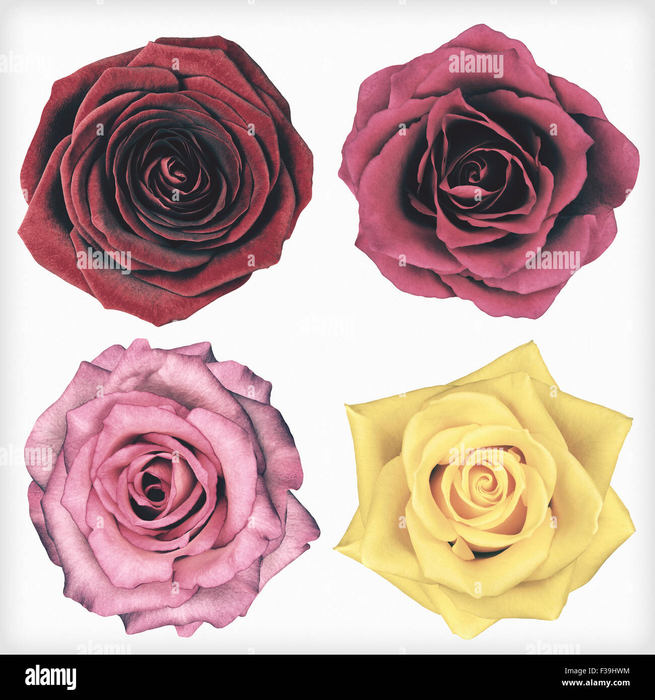 Quattro rose fiori isolati su sfondo bianco. I fiori sono in uno squallido sheek vintage e stile retrò. Foto Stock