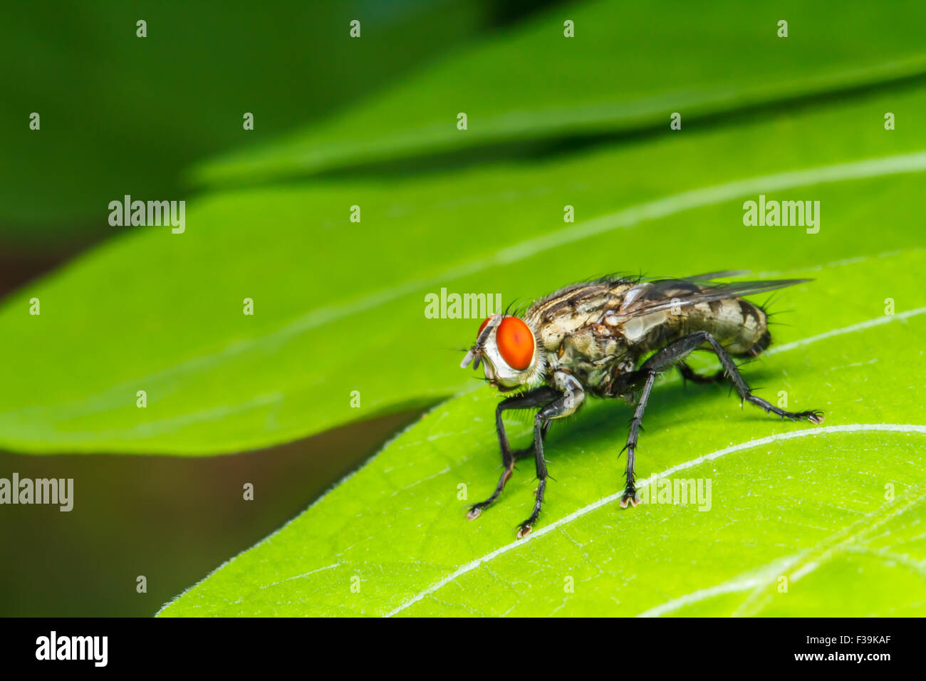 Volare su foglia verde Foto Stock