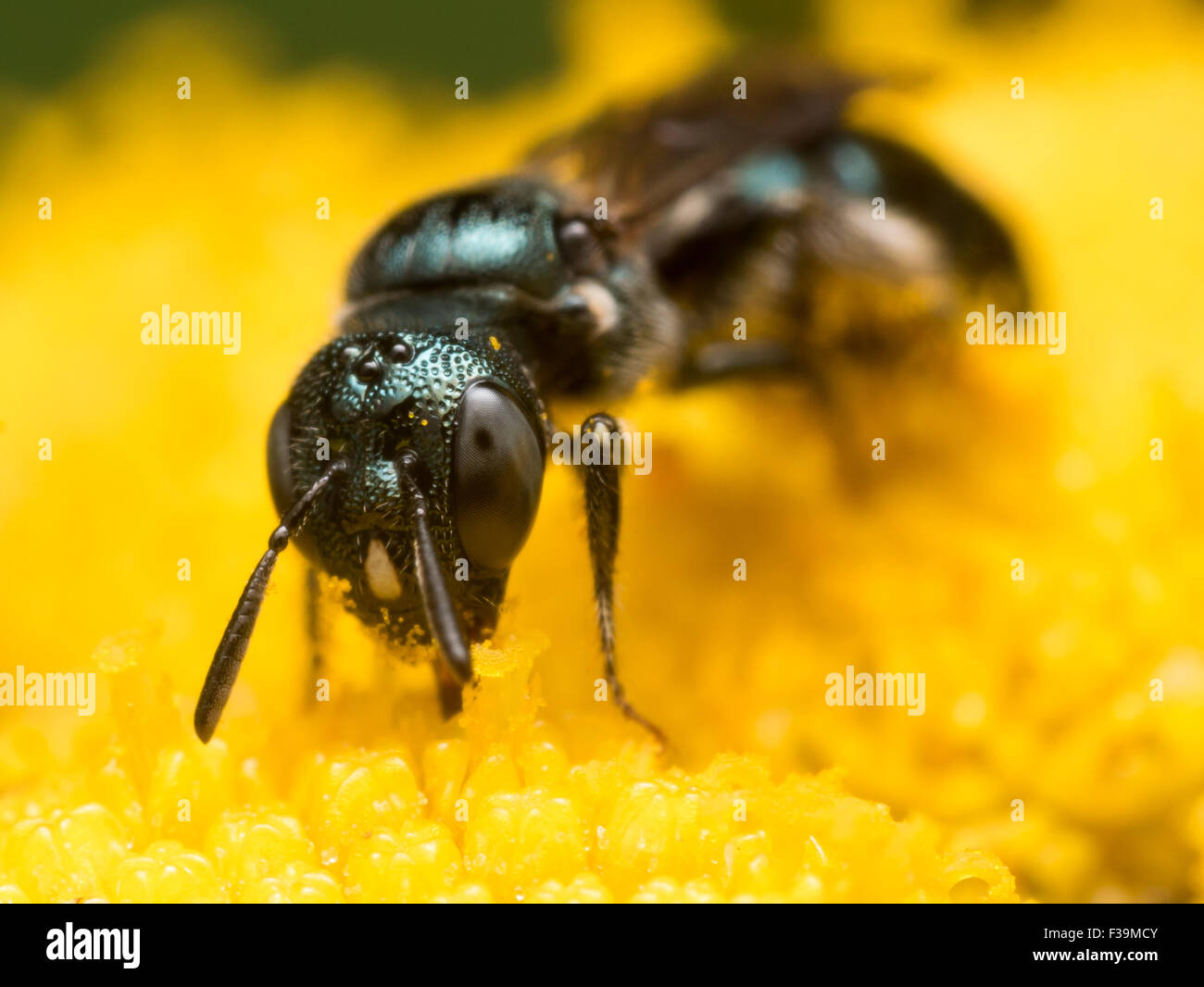 Verde scuro sudore bee (Lasioglossum dialictus) estrae il polline di un fiore giallo Foto Stock