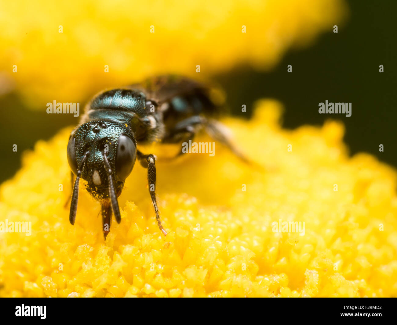 Verde scuro sudore bee (Lasioglossum dialictus) estrae il polline di un fiore giallo Foto Stock