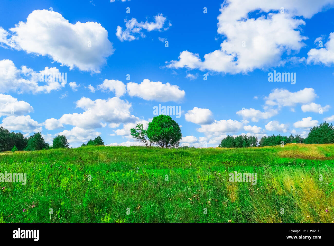 Paesaggio estivo con erba verde e blu cielo Foto Stock